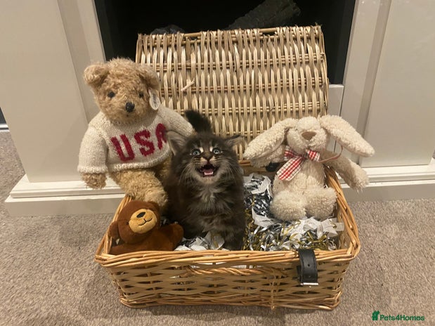 Maine Coon cats ✨pedigree maine coon kittens - Extra Large lines ✨ - Advert 3