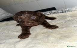 Cockapoo dogs for sale: Cockerpoo  - Image 2