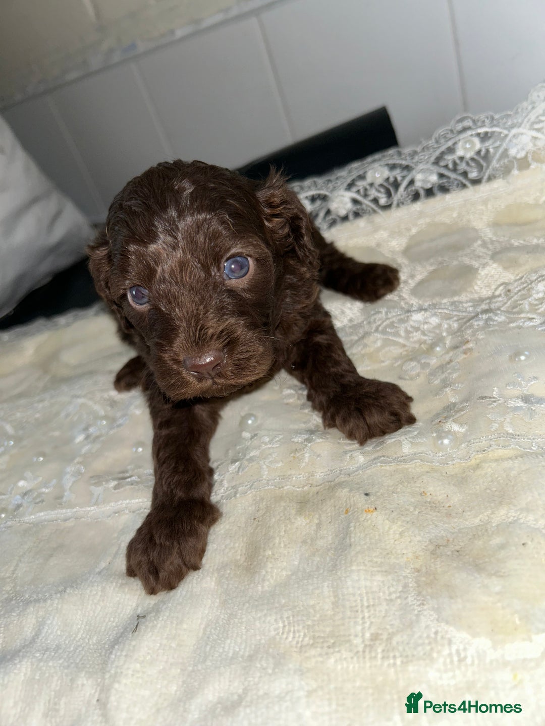 Cockapoo dogs for sale: Cockerpoo  - Image 2