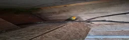 Mixed Breed birds for sale: Birds  - Advert 18