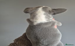 French Bulldog dogs for sale: Husky Panda Koi Frenchie = last 3 ready next week - Image 14