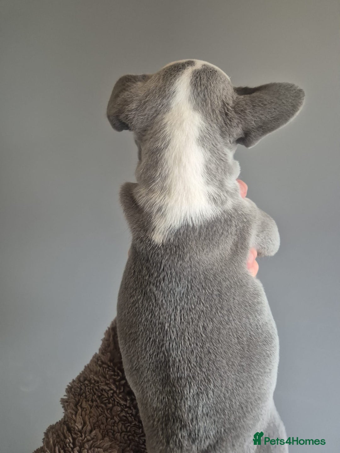 French Bulldog dogs for sale: Husky Panda Koi Frenchie = last 3 ready next week - Image 14