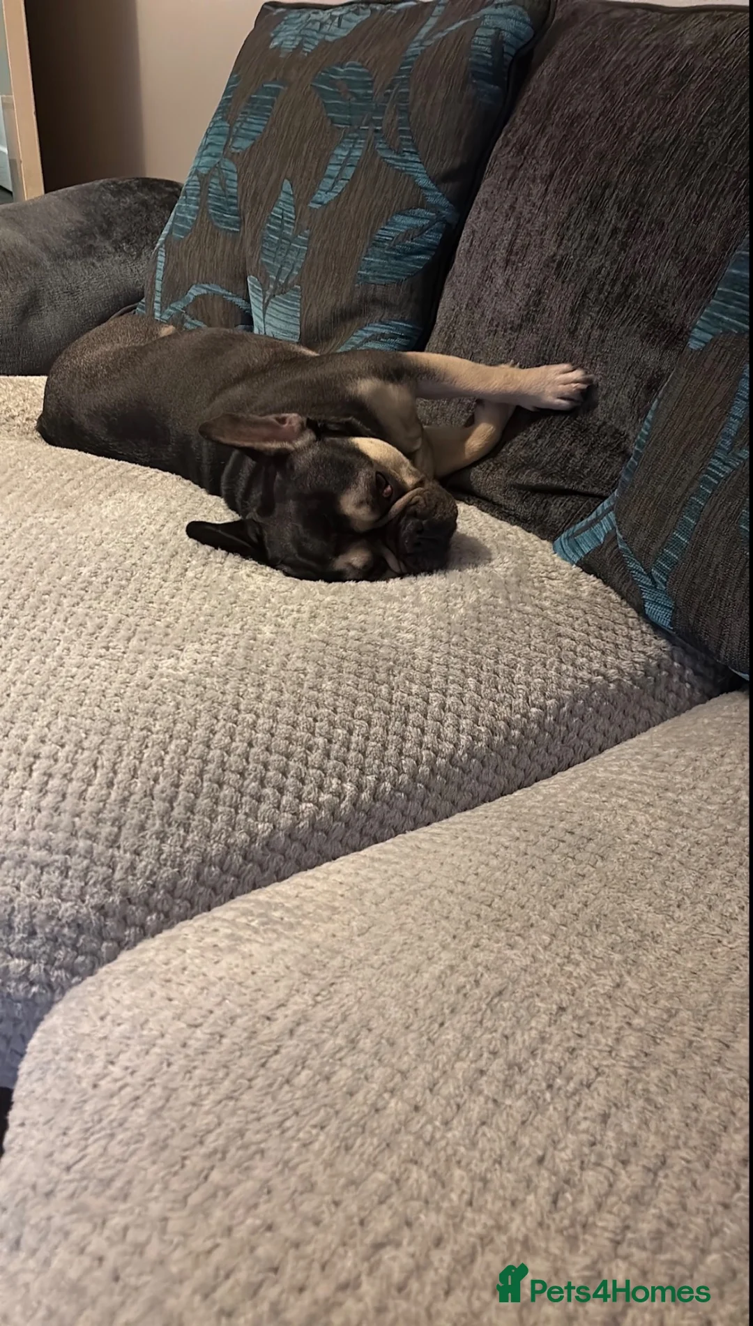 French Bulldog dogs for sale: Female Spayed French Bulldog For Sale in Chester - Advert 2