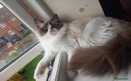 Ragdoll cats for sale: 2 Beautiful Girls available  - Image 18