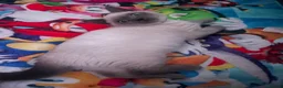 Ragdoll cats for sale: Siena  - Advert 15