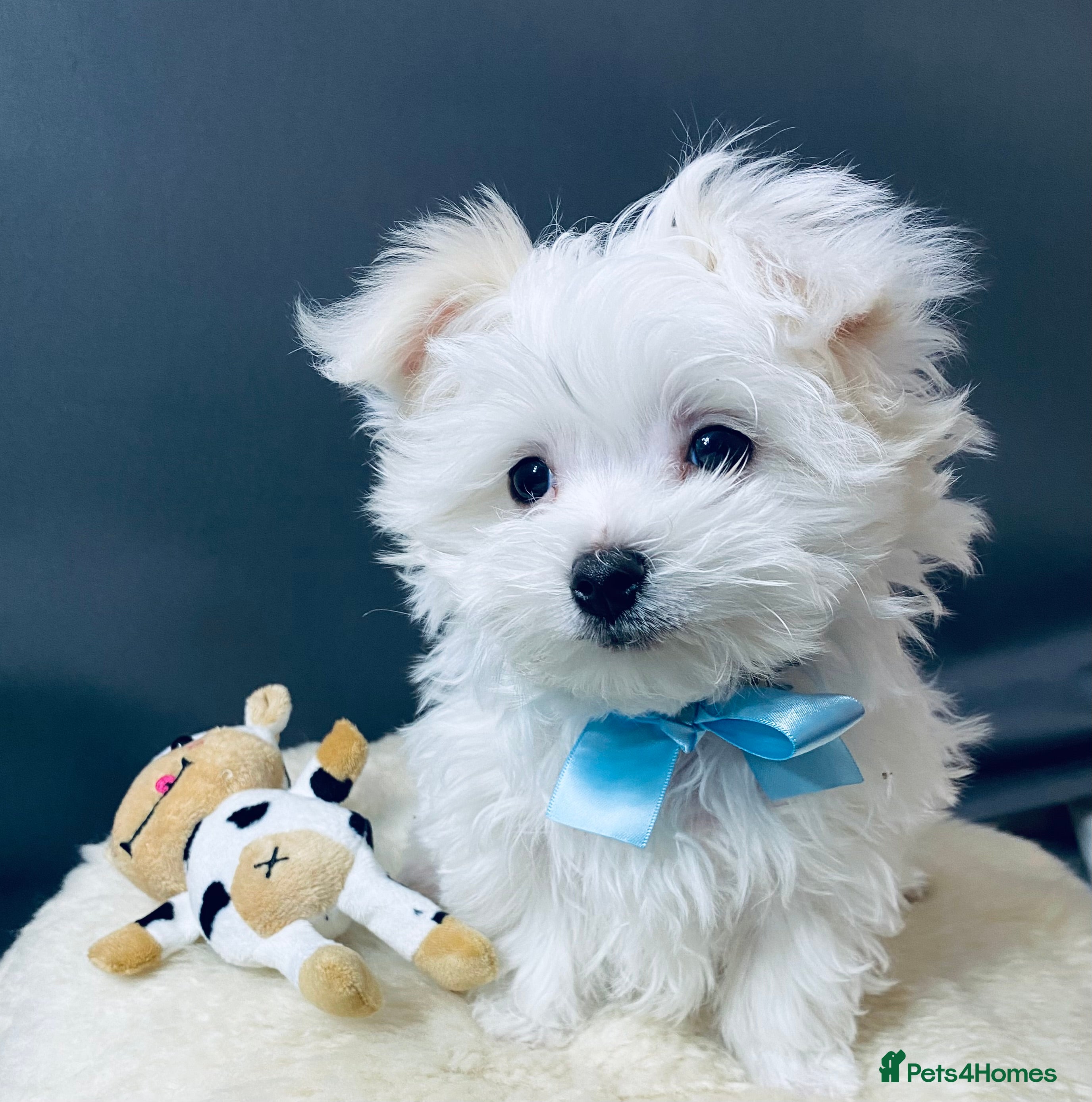 Maltese dogs ✨ Outstanding KC half-Korean Maltese Puppies ✨ - Advert 9