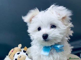 Maltese dogs ✨ Outstanding KC half-Korean Maltese Puppies ✨ - Advert 10
