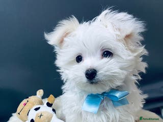 Maltese dogs ✨ Outstanding KC half-Korean Maltese Puppies ✨ - Advert 12