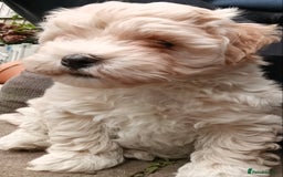 Maltipoo dogs for sale: Adorable Maltipoo Puppies, cream/red M&F - Image 2