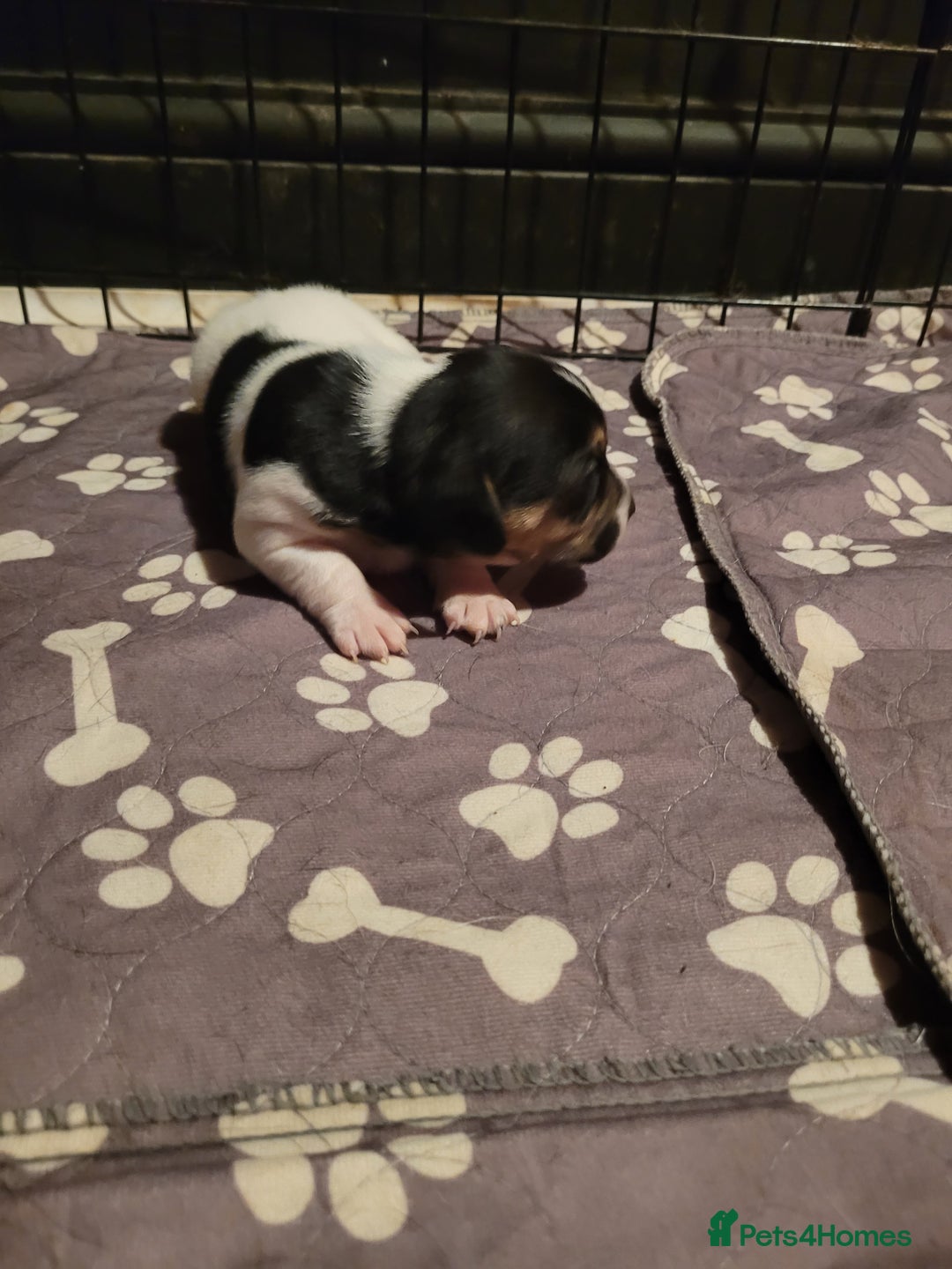 Jack Chi dogs for sale: Beautiful Jack Chi girls - Image 3