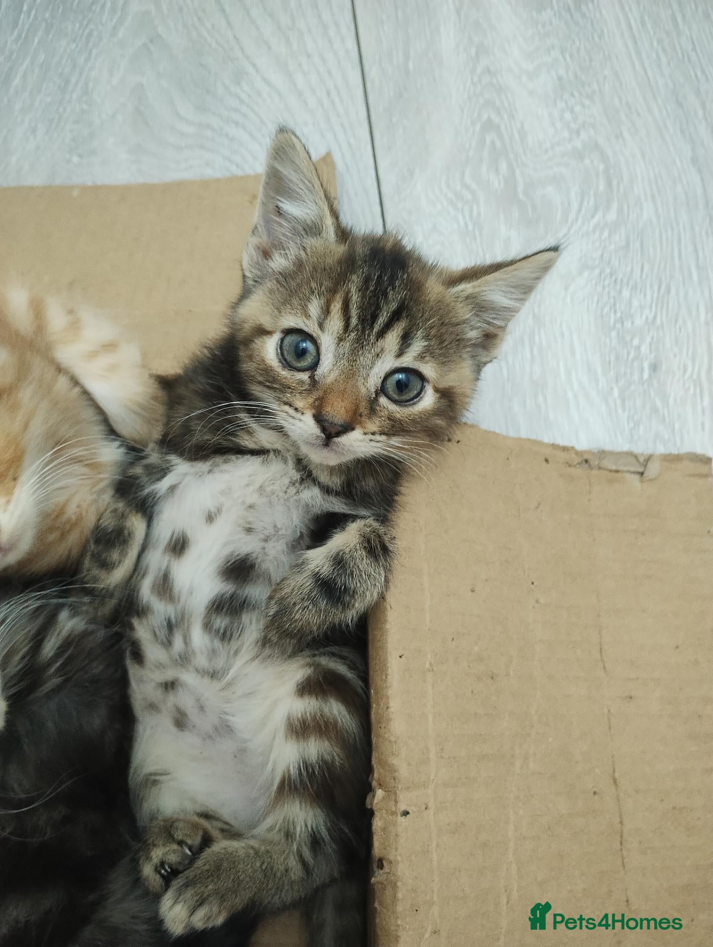 Mixed Breed cats for sale: Beautiful kittens - Advert 23