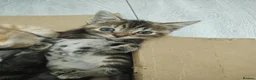 Mixed Breed cats for sale: Beautiful kittens in Bury Saint Edmunds - Advert 3