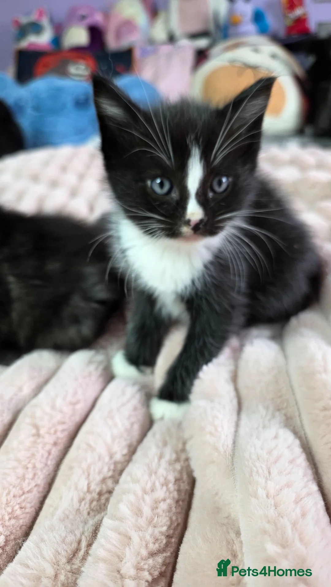 Mixed Breed cats for sale: Ragdoll cross kittens *3 STILL AVAILABLE £250* - Advert 2