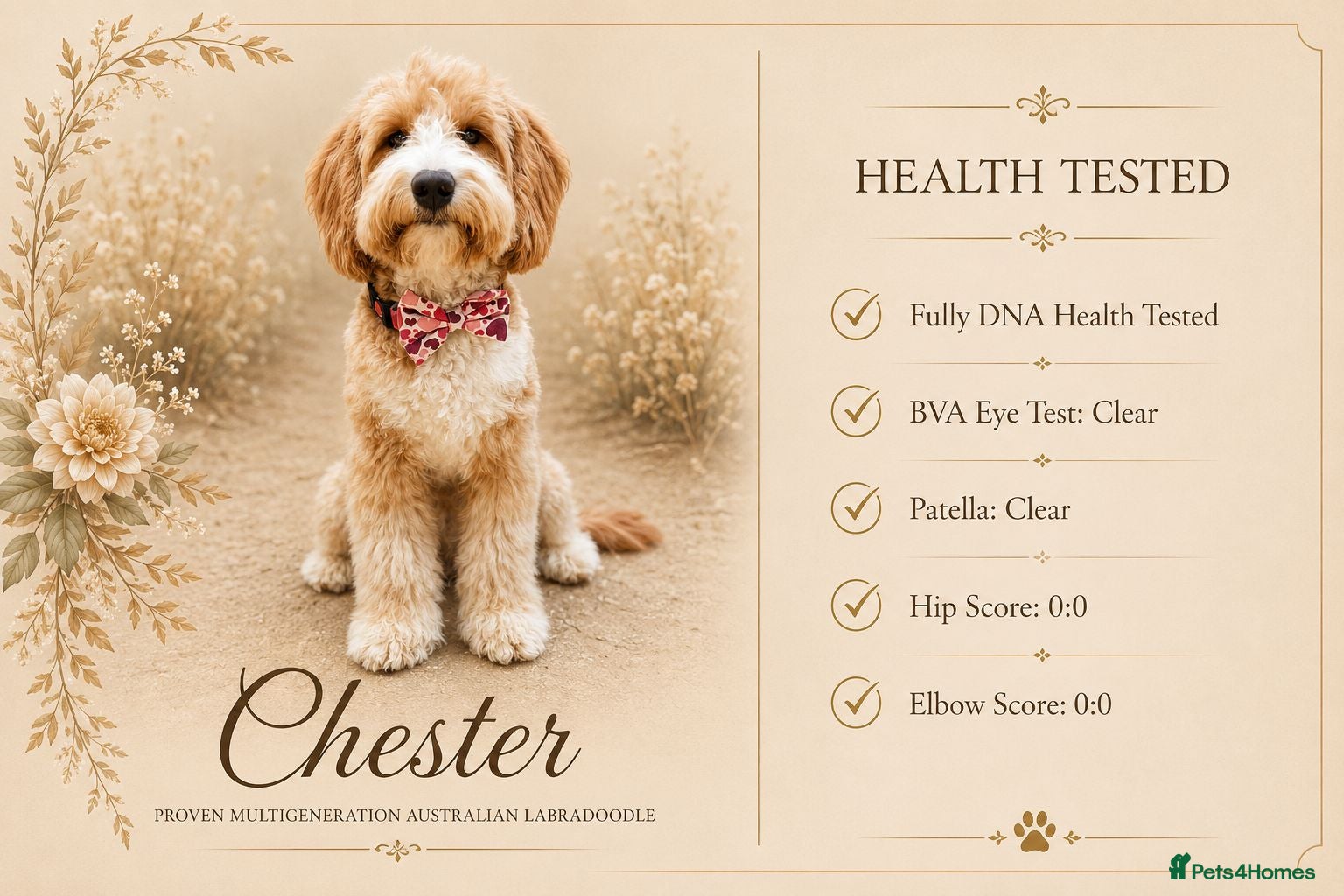 Labradoodle dogs STUNNING AUSTRALIAN LABRADOODLES HIP 0/0 ELBOW 0/0 - Advert 6