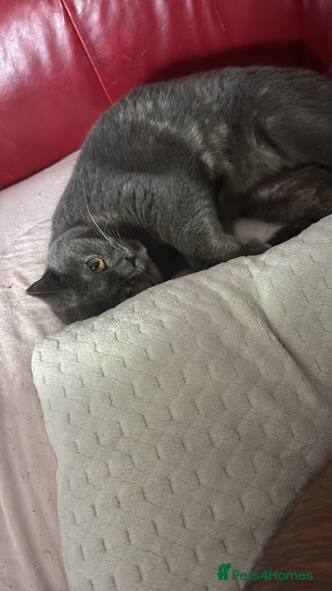 British Shorthair cats for sale: Lovely British short hair twins - Image 3