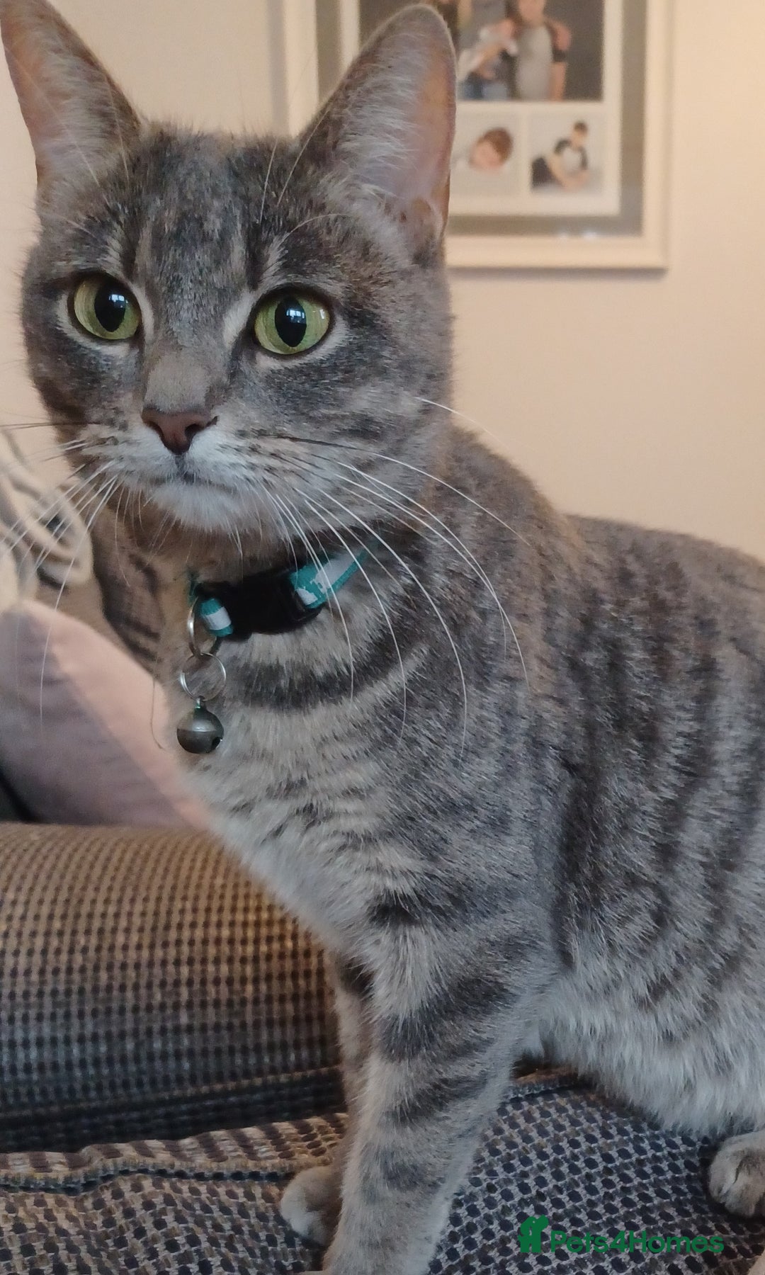 Mixed Breed cats for sale: Brothers looking for a home together - Image 5