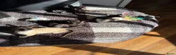 Cornish Rex cats for sale: Beautiful Cornish Rex’s ready for their new homes - Advert 3