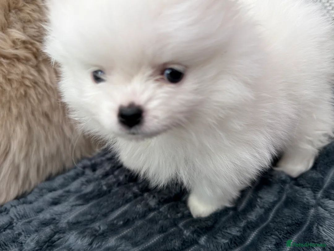 Pomeranian dogs for sale:  **  teddy bear girl  in Boston - Advert 2