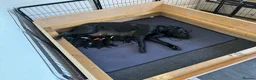 Labrador Retriever dogs for sale: Description  - Advert 6