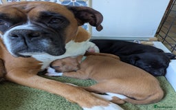 Boxer dogs for sale: Zero heart score mum. Only one puppy left - Image 2