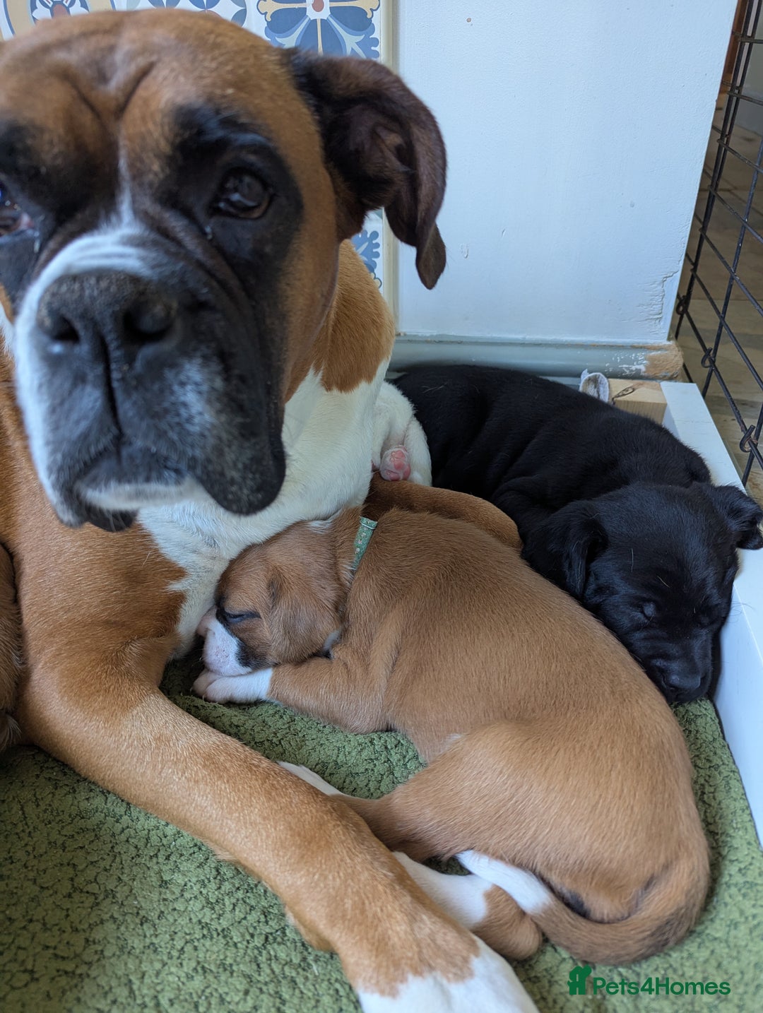 Boxer dogs for sale: Zero heart score mum. Only one puppy left - Image 2