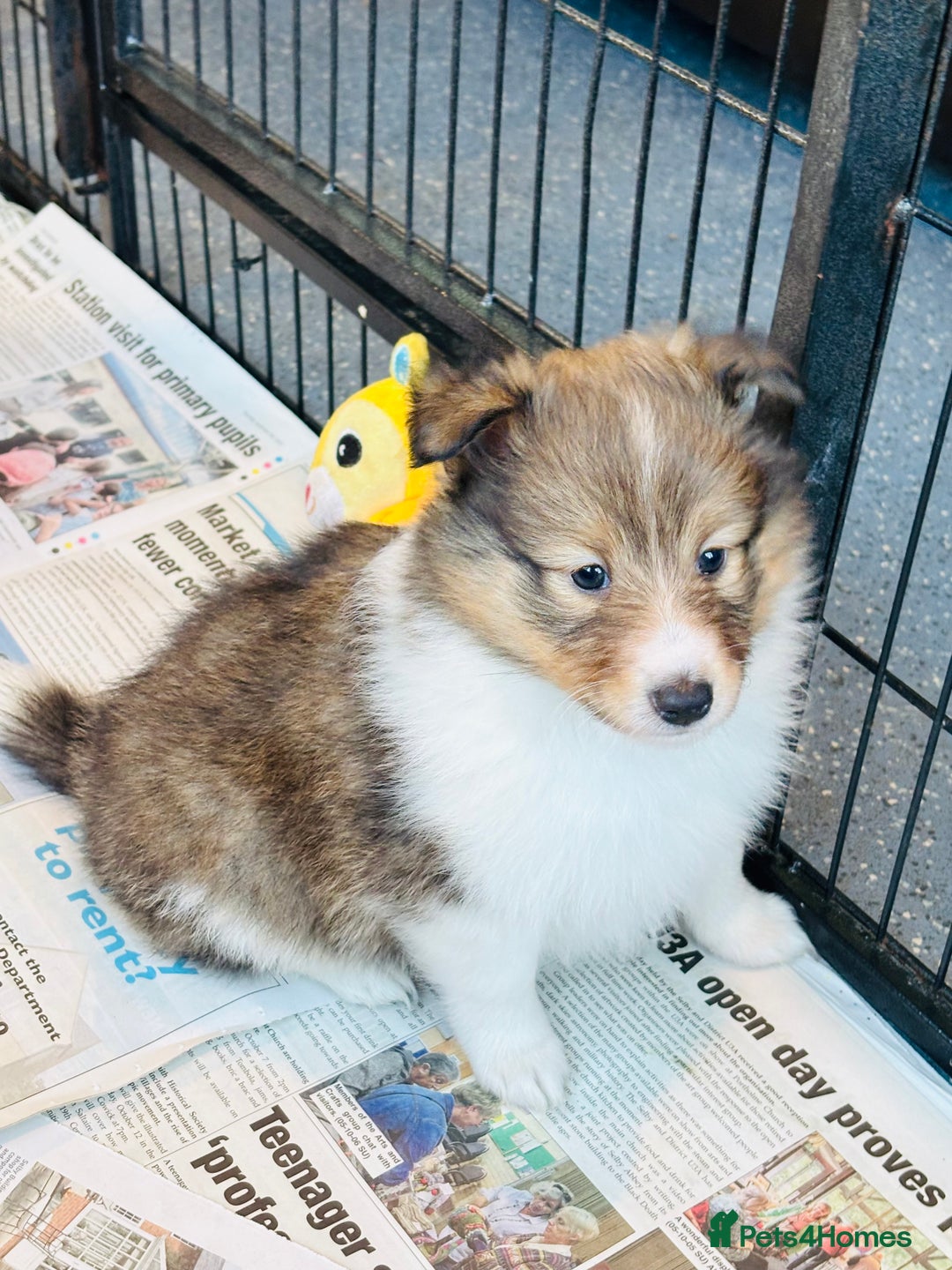 Shetland Sheepdog dogs for sale: Beautiful sable Shetland sheepdog puppies  - Advert 10