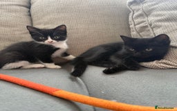 Mixed Breed cats for sale: Kittens  - Image 2