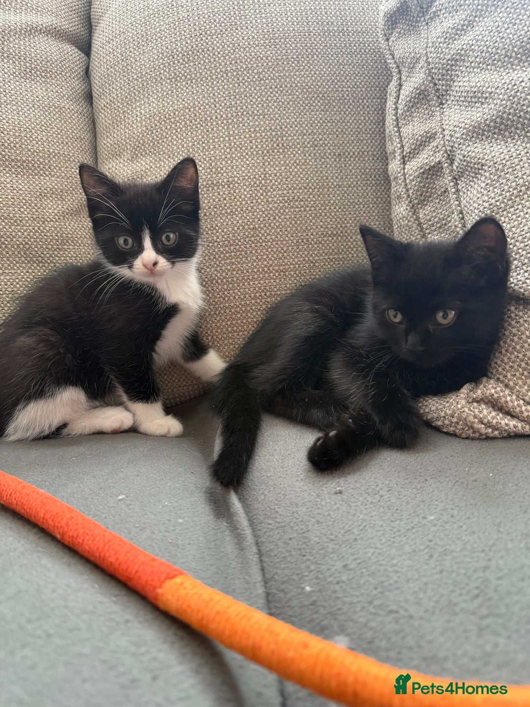 Mixed Breed cats for sale: Kittens  - Image 2