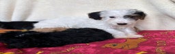 Mixed Breed dogs for sale: Beautiful Sealyham x poodle puppies  - Advert 13