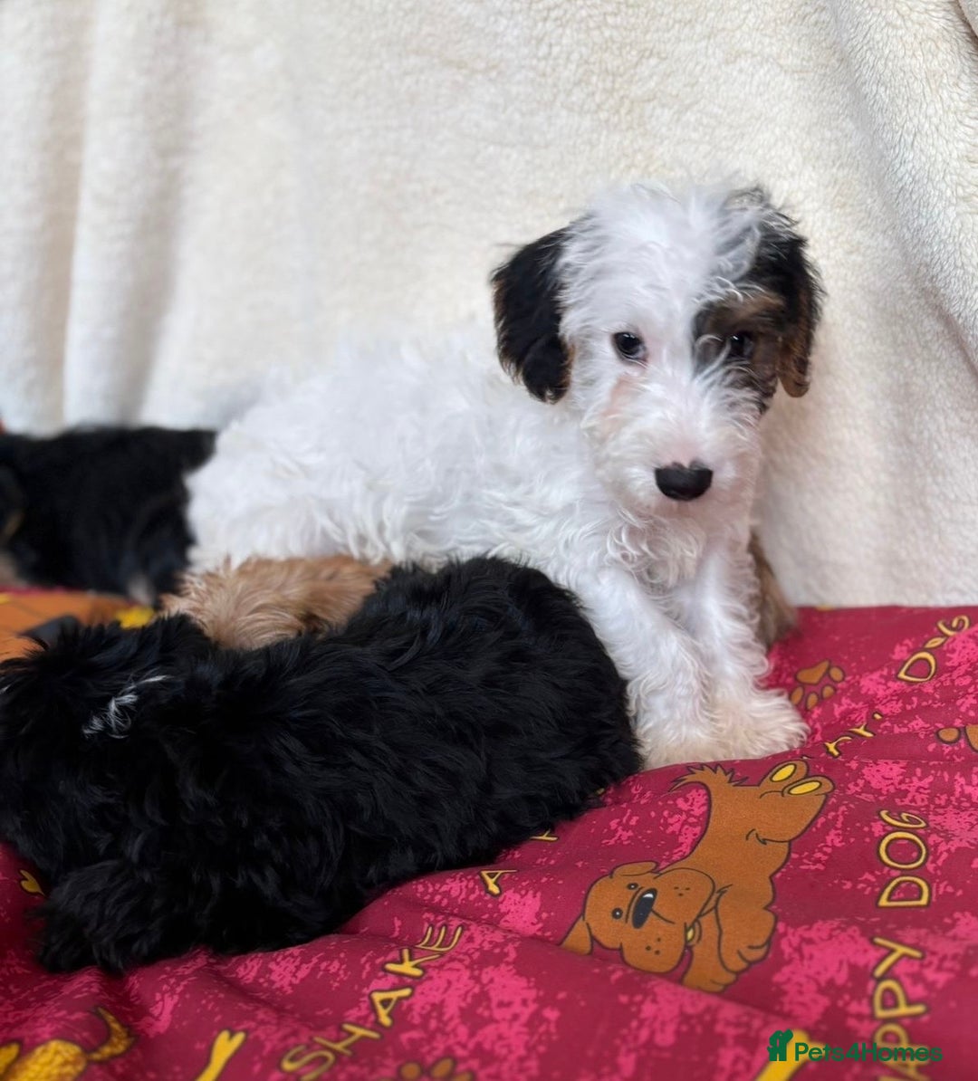 Mixed Breed dogs for sale: Beautiful Sealyham x poodle puppies  - Advert 13