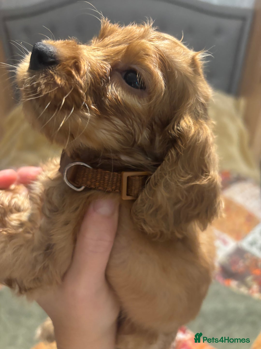 Cocker Spaniel dogs for sale: Cocker spaniel puppies  - Image 7