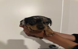 Miniature Dachshund dogs for sale: ✨Mini Smooth Hair Dachshund Ready 18/10/2025 ✨ - Image 10