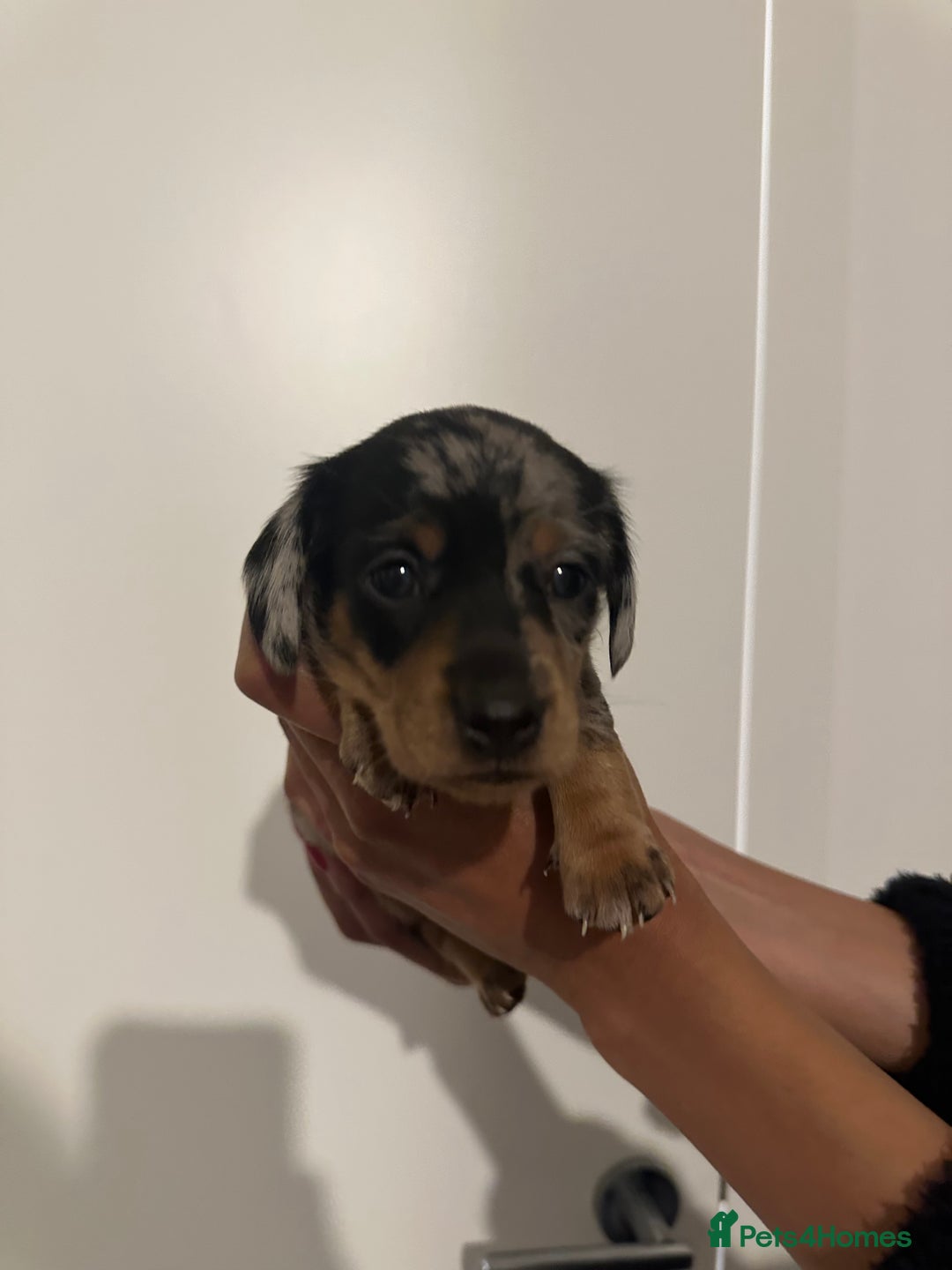 Miniature Dachshund dogs for sale: ✨Mini Smooth Hair Dachshund Ready 18/10/2025 ✨ - Image 10