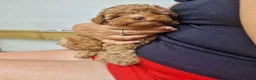 Toy Poodle dogs for sale: Last red toy poodle boy in Blackpool - Advert 2