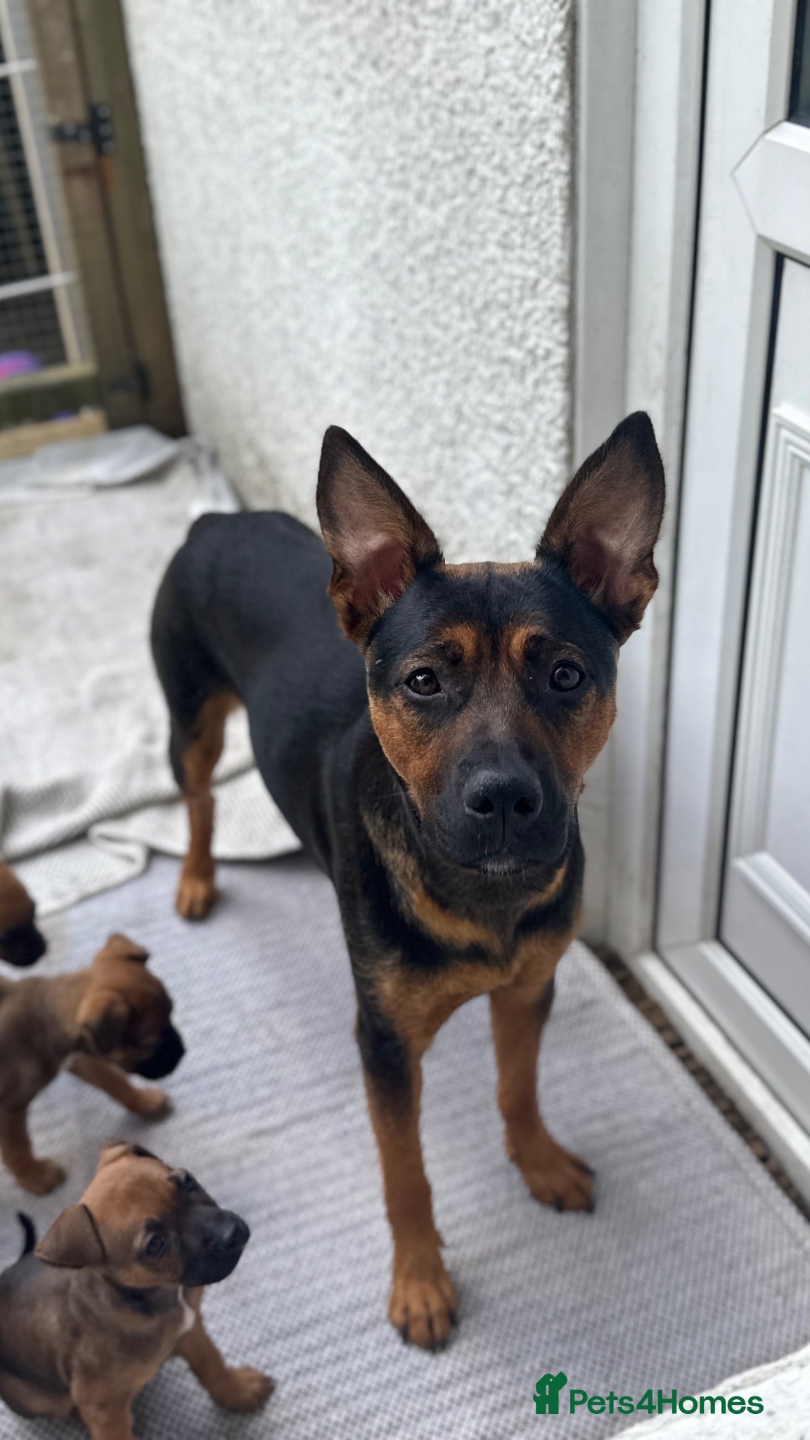 Mixed Breed dogs German Shepherd mix puppies  - Advert 1