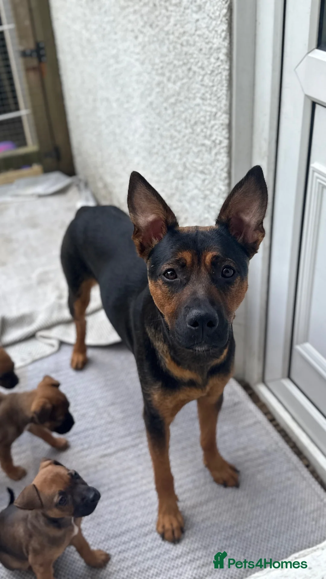 Mixed Breed dogs for sale: German Shepherd mix puppies  in Swansea - Advert 1