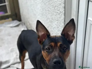 Mixed Breed dogs German Shepherd mix puppies - Advert 1