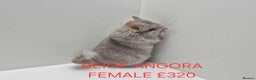 Chinchilla rodents for sale: STUNNING BABIES CHINCHILLA MIX COLOURS AND GENDER  - Advert 3