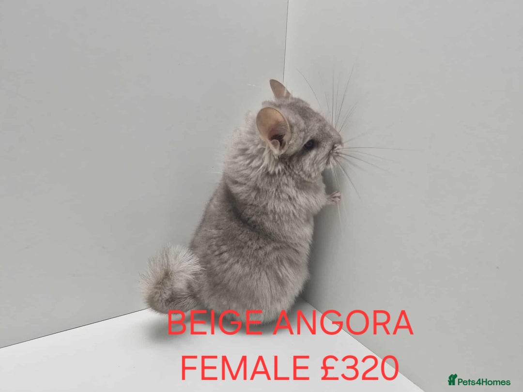 Chinchilla rodents for sale: STUNNING BABIES CHINCHILLA MIX COLOURS AND GENDER  - Advert 3