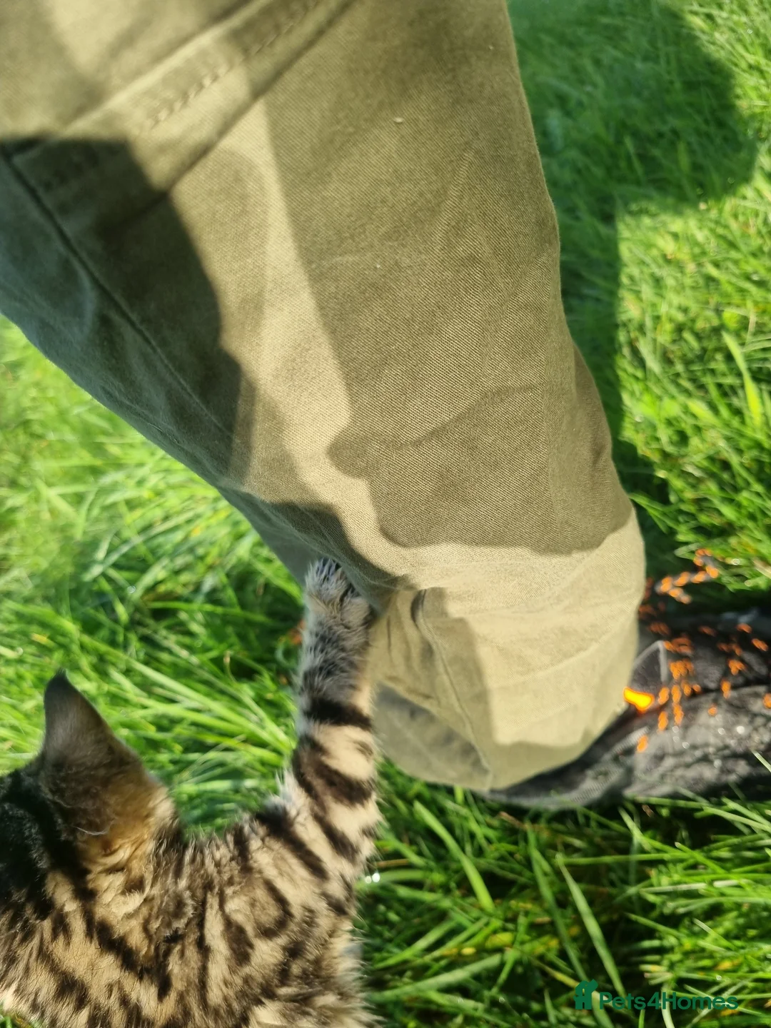 Bengal cats for sale: 4 Bengals for ready for new home - Advert 3