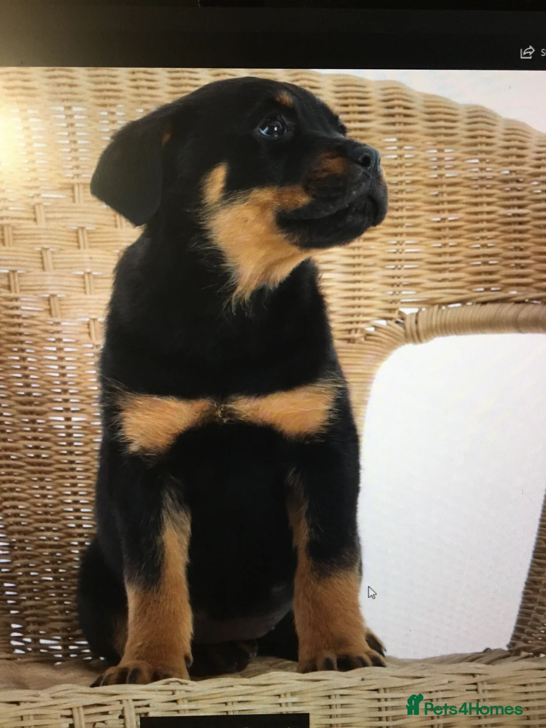 Rottweiler dogs for sale: XXX GERMAN ROTTWEILER PUPPIES XXX - Advert 7