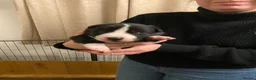 Border Collie dogs for sale: 🐾 Border Collie Puppies for Sale 🐾   in Hook - Advert 5