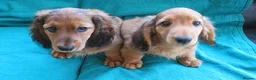 Miniature Dachshund dogs for sale: Miniature Longhaired Dachshund - Advert 5