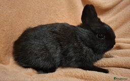 Netherland Dwarf rabbits for sale: Beautiful Pure-bred Netherland Dwarf Does - Image 4
