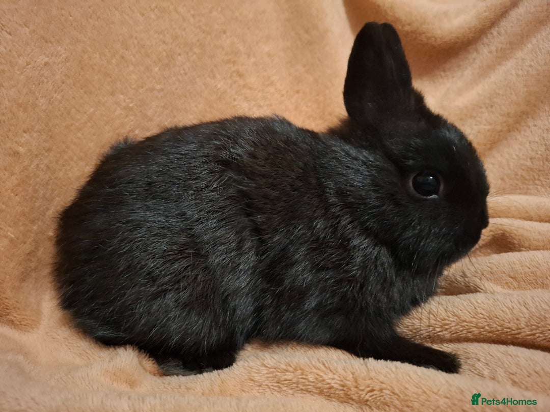 Netherland Dwarf rabbits for sale: Beautiful Pure-bred Netherland Dwarf Does - Image 4