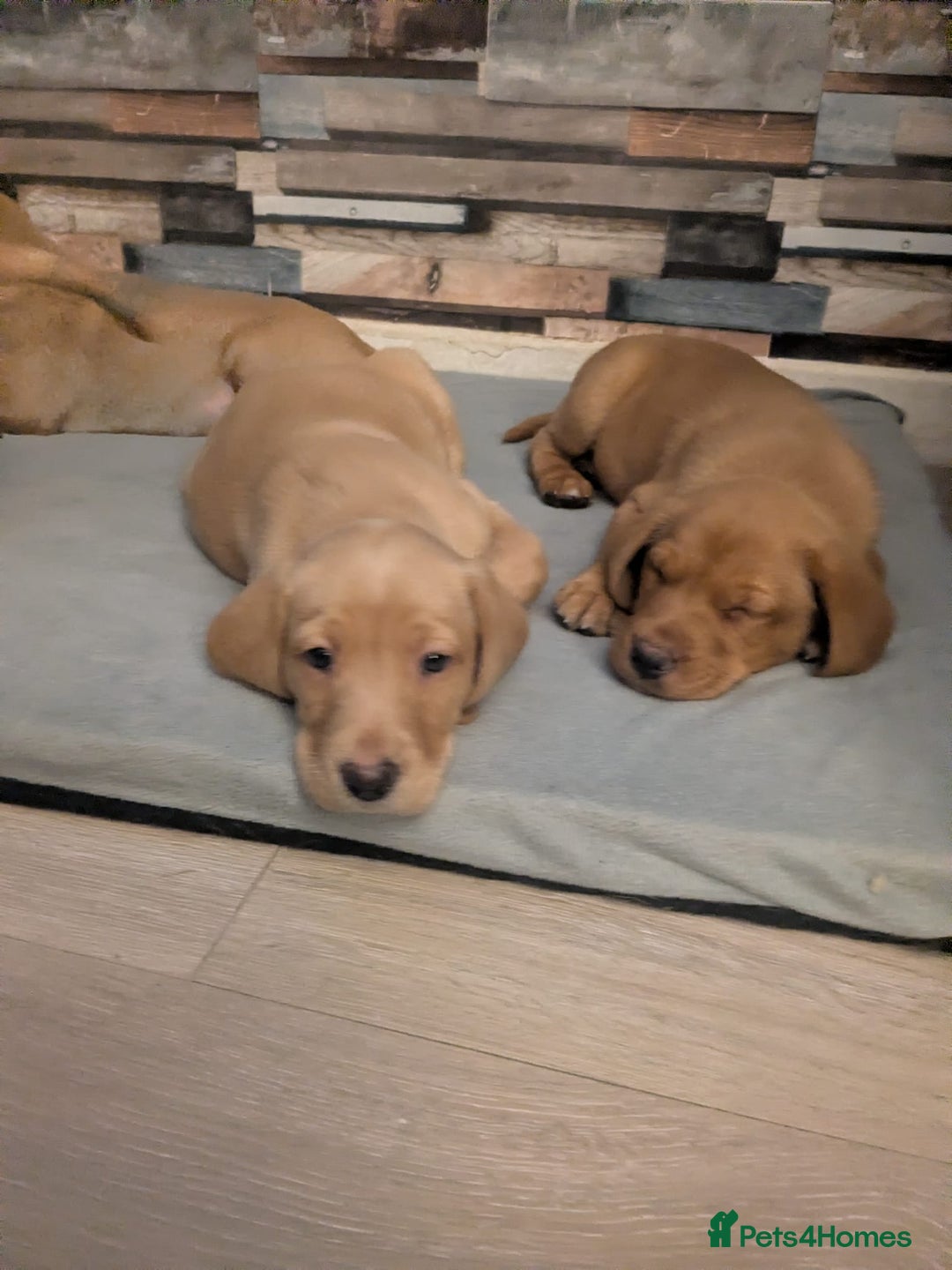 Labrador Retriever dogs for sale:  Fox red shade of yellow Labrador puppies for sale - Advert 4