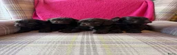 Cavapoo dogs for sale: Genetically health tested chocolate Cavapoos  - Advert 7