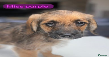 Mixed Breed dogs - Advert 12