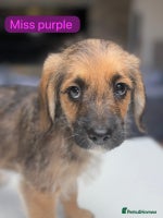 Mixed Breed dogs - Advert 5