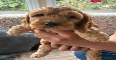 Cockapoo dogs - Advert 5